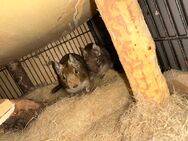 3 Degu Weibchen in liebevolle Hände abzugeben - Steinebach (Sieg)