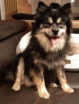 Karkusa in 27478 Cuxhaven # - Wolfhagen