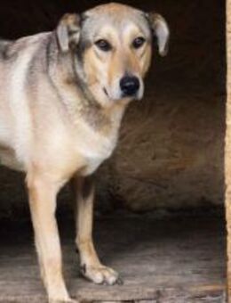 JARO - Wickelt er dich um die Pfote? - München