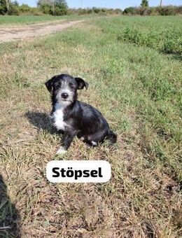 Stöpsel schaut immer genau hin - Berlin