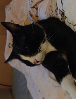 Bärli sucht zuhause - Oranienburg