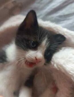 Muffin aus dem Tierschutz - Grevenbroich