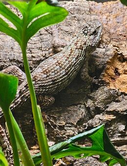 Neuer schwung jungtiere (sceleporus - malachiticus) malachit stachel leguan - Hagen (Stadt der FernUniversität) Boele
