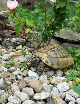 Weibliche Griechische Landschildkröte eierlegend (Thb) 2003 - Thierstein