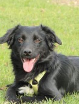 Levi möchte sein Herz verschenken... - Hagen (Stadt der FernUniversität)