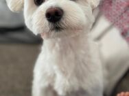 Malteser / Rüde/ 3 Jahre Jung - Villingen-Schwenningen