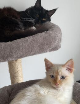 Heilige Birma Kater 5 Monate alt mit impfausweis - Gelsenkirchen Erle