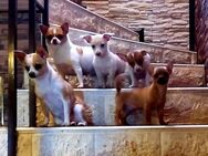 Mischlingswelpen Chihuahua Jack Russel Terrier bis 30 cm - Selters (Westerwald)