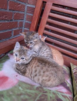 Hof Katzen - Neuenkirchen (Landkreis Osnabrück)