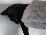 -Ray- Schwarz Mix Kitten/Junge - Hannover