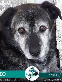 ENZO - 2014 - Leimen (Baden-Württemberg)