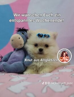Zauberhafte Pomeranian PomChi Chihuahua Welpen - Bad Freienwalde (Oder)