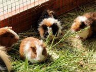 Junge Meerschweinchen - Erkelenz
