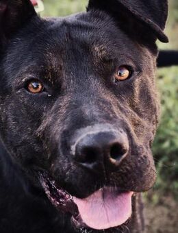 Hundejunge CHOKI - Gefrees