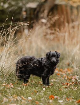 Mogli möchte dein Leben versüßen - Celle