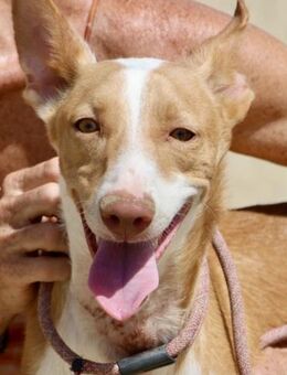 Rood, respektvoll, freundlich, offen - Westerholt