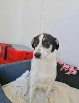 🐾 Sanfte Pandora 💛 - Eislingen (Fils)