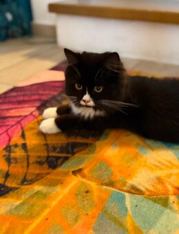 BLH British Langhaar Katze schwarz weiß - Rheda-Wiedenbrück