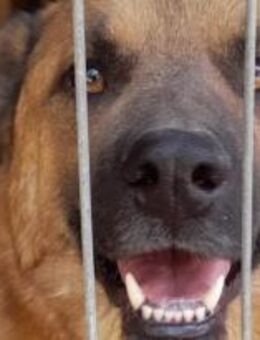 Clive sehnt sich nach Zuneigung 🐾 - Elsdorf (Nordrhein-Westfalen)