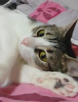 🆘 HILFE für Ina & Yana🆘leben im KÄFIG - Eislingen (Fils)