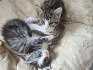 Maine Coon Kitten Mix - Grimma