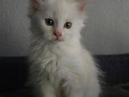 Main-Coon kitten Weiblich - Gutenzell-Hürbel