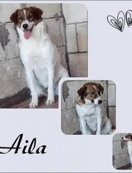Aila - Köln