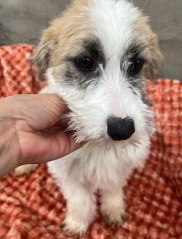 Tiffy ❤️ aktiv neugierig verspielt - Velbert