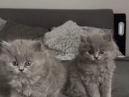 Britisch Langhaar Kitten - Plettenberg Zentrum