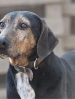 NIO - kennt nur das Leben im Shelter - Aerzen