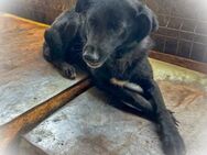 BELLA - schwarze Schönheit sucht Sie - Erfurt