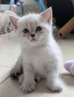❤️ Verspielte & verschmuste BKH Kitten abzugeben – in liebevolle Hände ❤️ - Ötzingen