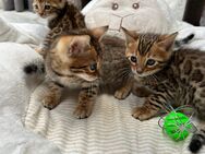 Bengal kitten mit Stammbaum - Dortmund