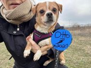 Otto 25cm Mops- Chihuahua mix - Beltheim