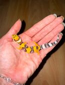 0.1 Leopardgecko Weibchen ENZ 25 abzugeben in 48282