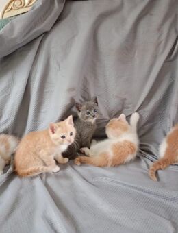 BKH Britische Kurzhaar Kitten Katzen - Hückelhoven