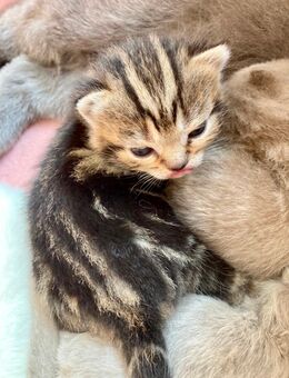 BkH Kitten reinrassig Silver tabby - Bremen