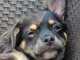 Reinrassige Langhaar - Chihuahua Welpen abzugeben in 61389