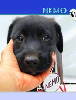 💚 NEMO 💚 - WO IST MEINE FAMILIE? - Alfeld (Leine)