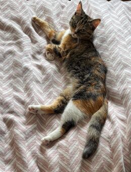 Kitte (w) gesucht - Castrop-Rauxel Zentrum