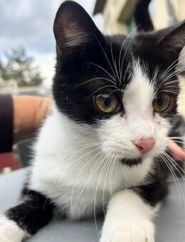 🖤 Jungkater Luc sucht Abenteuer! 🐾 - Eislingen (Fils)