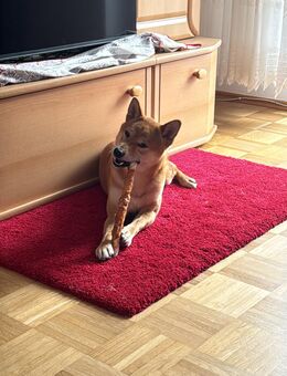 Shiba inu 10 Monate alt - Waldkraiburg