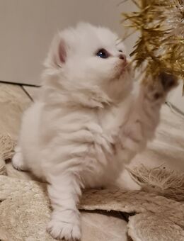 Reinrassige bkh/blh silver shaded/point Kitten bald abgabebereit - Grevenbroich