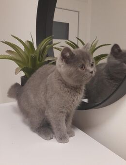 Bkh Kitten Britisch Kurzhaar Blue - Alsdorf (Nordrhein-Westfalen)