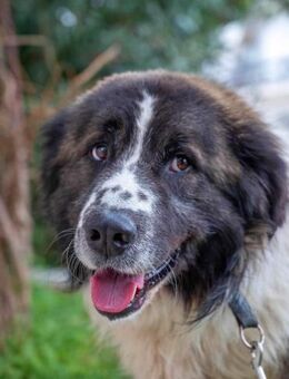 Herdenschutzhund Keanu - Hückelhoven