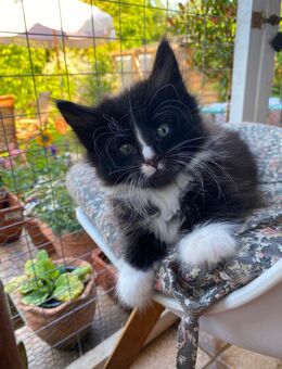 Norwegische Waldkatzen Kitten - Elmshorn