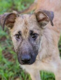 Welpenbub Kaleo 💛 - Laufen