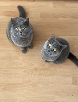 British Kurzhaar Katze - Köln