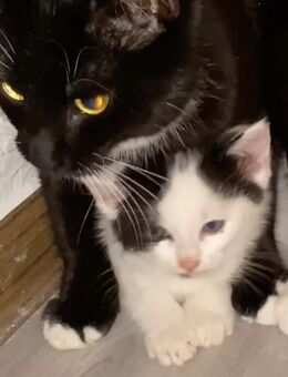 Zwei liebevollen Katzen suchen neues Zuhause! - Schöningen