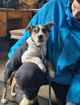 Ruben sehnt sich nach einer Familie ! - Dortmund